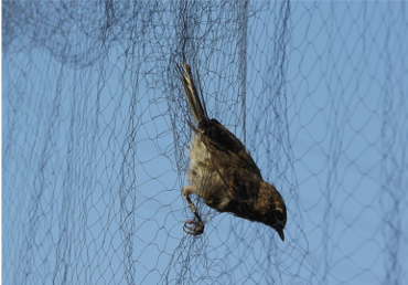 Bird Netting supplier singapore